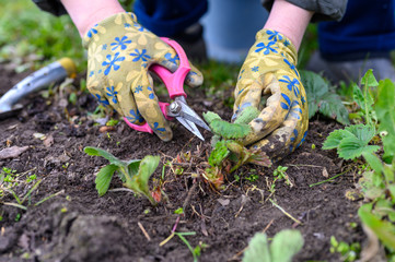spring pruning and weeding of strawberry bushes. women's hands in gardening gloves weeding weeds...