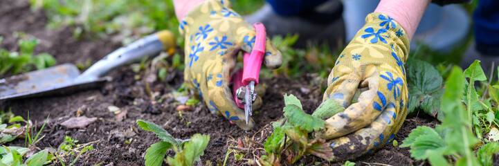 spring pruning and weeding of strawberry bushes. women's hands in gardening gloves weeding weeds...