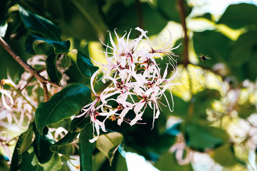 Pflanze im Botanischen Garten in Cape Town, South Africa