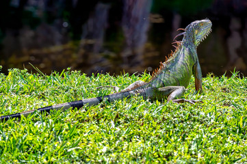 iguana basking