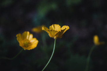 Obraz premium Natural green and black background with beautiful yellow flowers close up