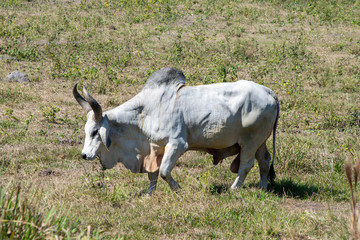 Guzera cattle isolated on pasture