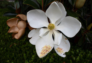 white flower