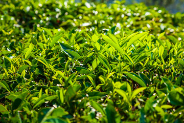 Fototapeta na wymiar Tea plantation nature background landscape