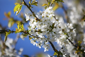 Close-up of a cherry branch in white flowers blooming profusely on a blurry background.Beautiful image of numerous open buds illuminated by bright light.Selective focus.Russia