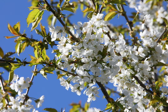 Close-up of a cherry branch in white flowers blooming profusely on a blurry background.Beautiful image of numerous open buds illuminated by bright light.Selective focus.Russia