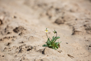 lonely flower is trying to grow on field of dried soil