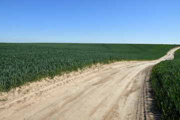 Fototapeta na wymiar Dirt road through the green wheat fields with blue cloudless sky