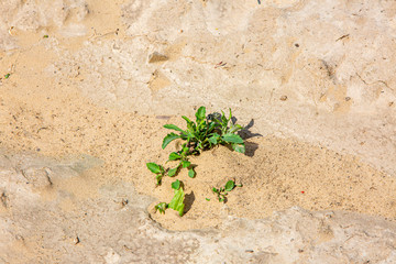 lonely flower is trying to grow on field of dried soil