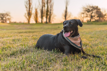 Dog on the grass on sunset