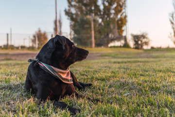 Dog over the grass looking the sunset