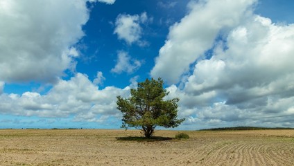 Samotne drzewo na polu © Piotr