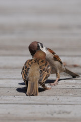 sparrow is feeding