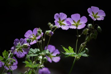 purple flowers on black background
