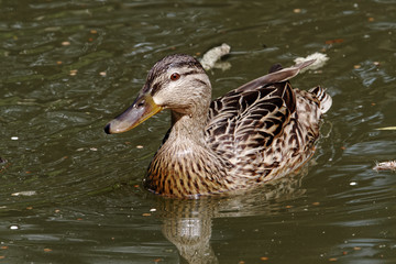 Female Mallard swimming