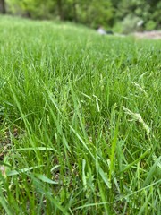 Green grass close up shot