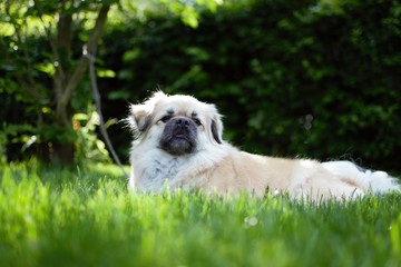 Tibet Spaniel Hintergrund Gras Garten Haustier