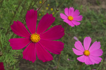 Purple and pink cosmos flowers