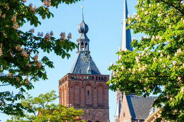 Blooming Chestnut trees (Castanea) and the spires of the Binnenpoort (Town Gate) and the St. Barbara church tower on a sunny afternoon in spring. Culemborg, Gelderland, The Netherlands.