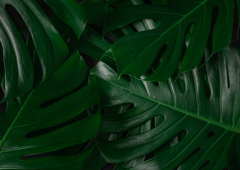 Fototapeta na wymiar Closeup view of many dark lush natural tropical monstera leaves background