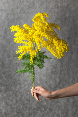 Yellow mimosa in woman hand on gray background.