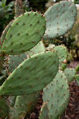 green cactus