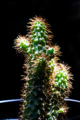 Ornamental cactus plant of the garden 