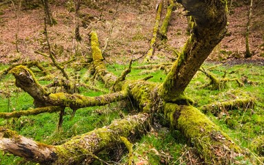 Drzewo w mchu © Piotr