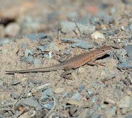 Naklejka na ściany i meble A common little lizard in the rocky mountains 