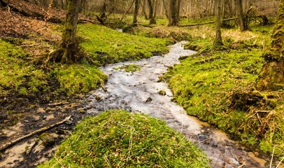 Leśne potoki © Piotr