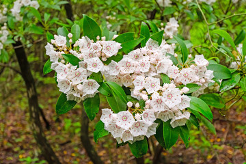Mountain Laurel Blooming in the Spring