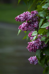 Fototapeta na wymiar Close-up of blooming lilacs in the rain against park or garden background, selective focus