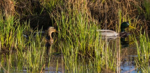 Kaczki w wodzie © Piotr