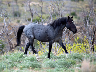 A wild Blue Roan Stallion 