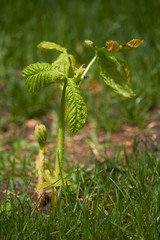 Young sprout of a chestnut tree. Growing trees from seeds. Selective focus.