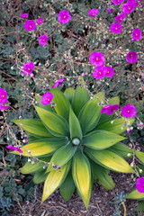 flowers in the garden