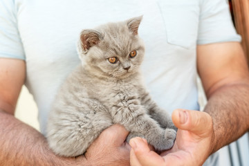 A little cute british kitten is sitting on a male hand.