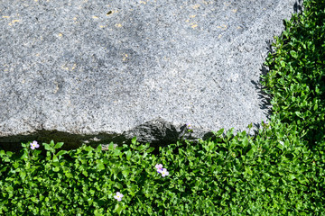 Purple Rock Cress ground cover growing around a flat rock, as a nature background
