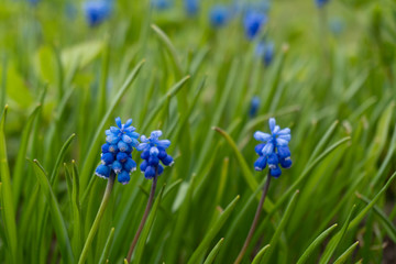 Beautiful spring Blue Muscari flowers close up. Blooming in the spring.