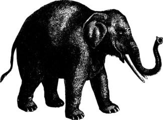 Vector Sketch of a Elephant