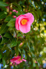 Pink camellias blooming on a sunny day, as nature background
