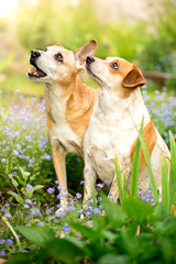 Dwa psy patrzące na swojego opiekuna © nitka_zaplatana