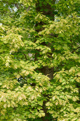 Spring in garden green leaves background