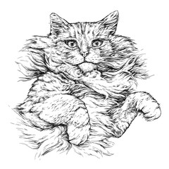 Cat portrait. Hand drawn vector illustration isolated on white