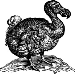 Extinct Island Dodo Bird, Vector Drawing of a 19th century engraving © Vanessa