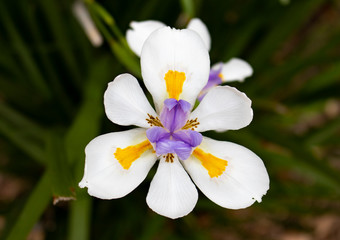 white  flower