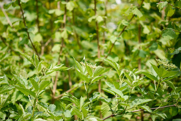 Green plants in the garden