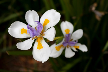 white flowers