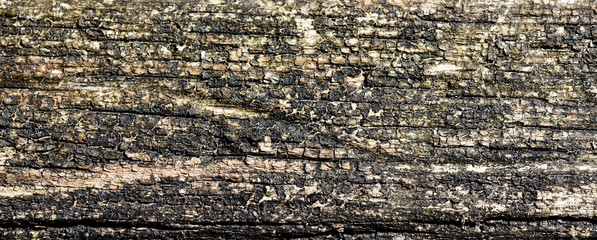Very old ant weathered wooden texture