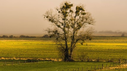 Drzewo z jemiołą a w tle mgła © Piotr
